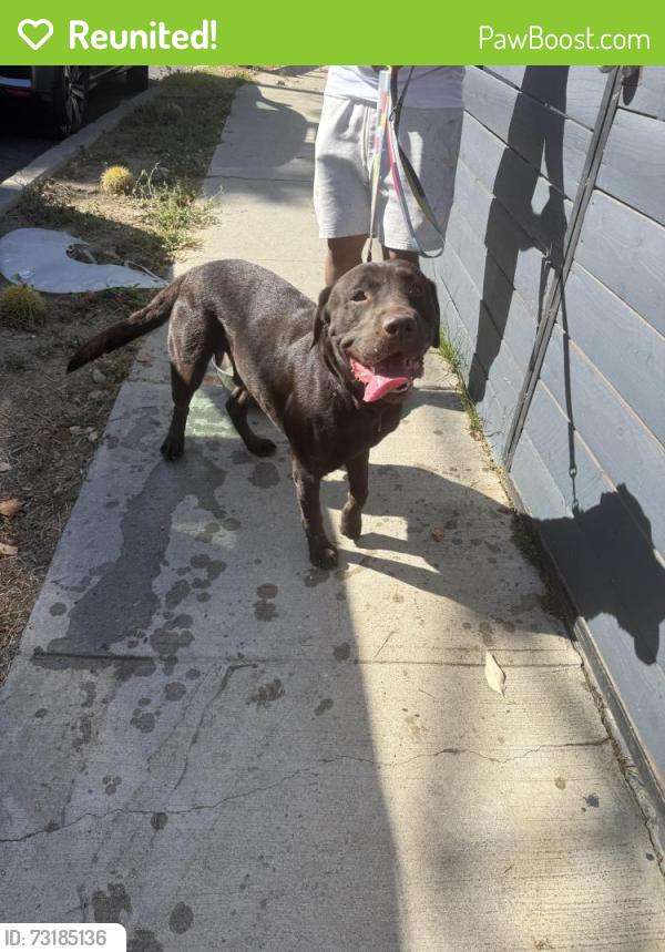 Reunited Male Dog last seen Pyrites St, Los Angeles, CA 90032, USA, Los Angeles, CA 90032