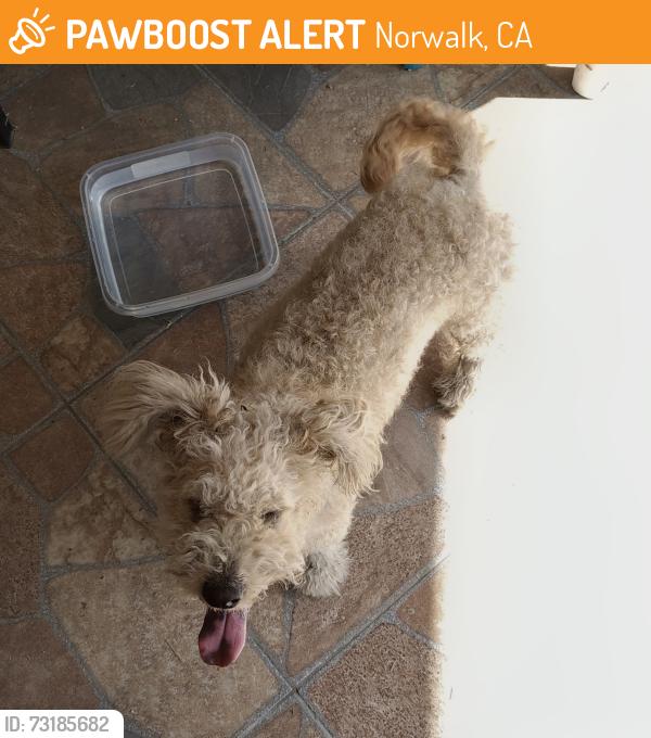 Found/Stray Female Dog last seen Norwalk Blvd & Echo River Way/163rd St near The Courts, Norwalk, CA 90650