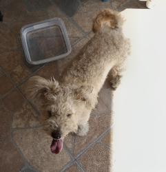 Found/Stray Female Dog last seen Norwalk Blvd & Echo River Way/163rd St near The Courts, Norwalk, CA 90650