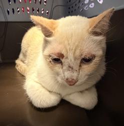 Shelter Stray Male Cat last seen Ralph way, San Diego, CA, 92154, 5500 Gaines St, San Diego, CA 92110, USA