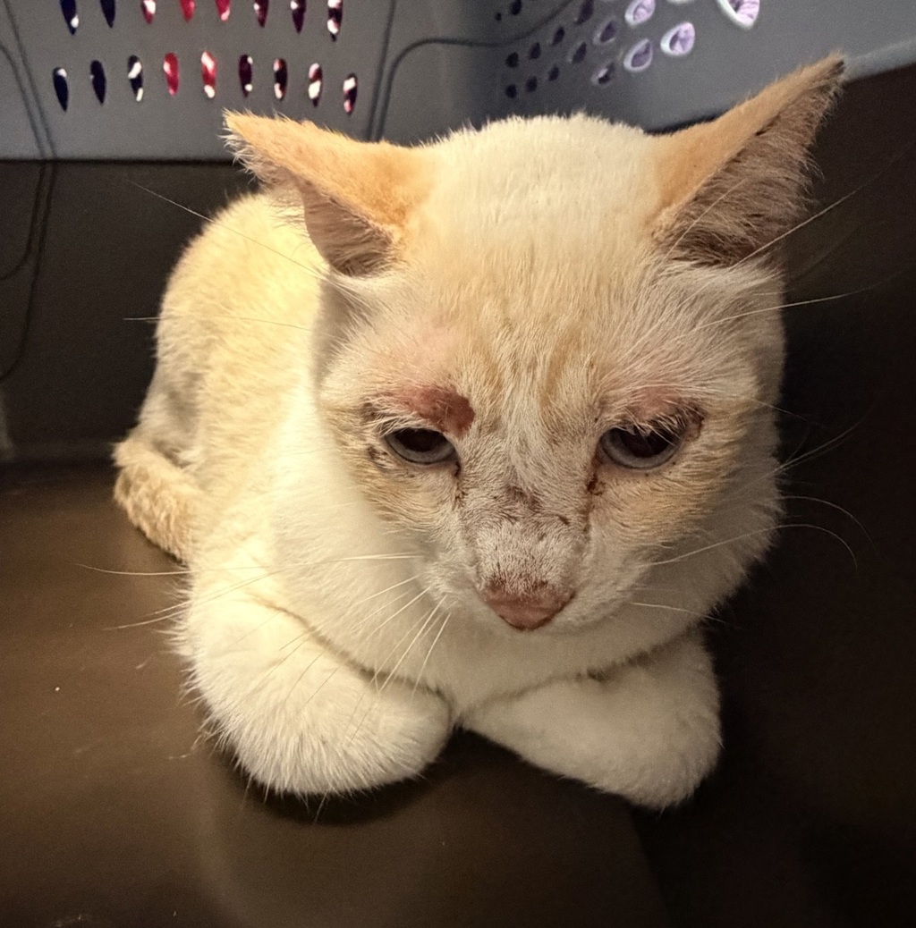 Shelter Stray Male Cat last seen Ralph way, San Diego, CA, 92154, 5500 Gaines St, San Diego, CA 92110, USA