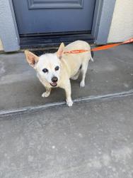 Reunited Unknown Dog last seen Memory Lane and Geer Road, Turlock, CA 95382