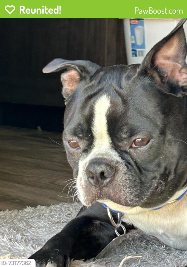 Reunited Male Dog last seen Elks Rodeo Fairgrounds, Santa Maria, CA 93455