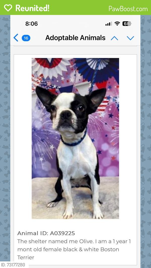 Reunited Female Dog last seen ELKS RODEO GROUN, Santa Maria, CA 93455