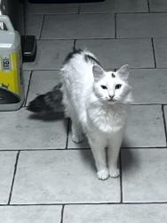 Reunited Female Cat last seen Fielder and Montclair, Arlington, TX 76015