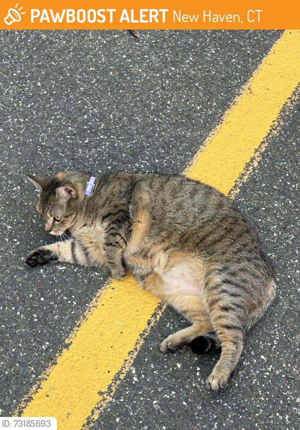 Found/Stray Unknown Cat last seen Parking lot behind the bakery., New Haven, CT 06511