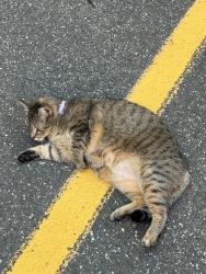 Found/Stray Unknown Cat last seen Parking lot behind the bakery., New Haven, CT 06511