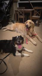 Reunited Female Dog last seen Buckingham rd & Astoria, Fort Myers, FL 33913