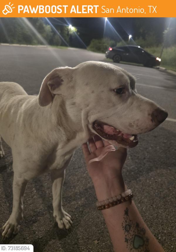 Found/Stray Male Dog last seen Pearsall park, San Antonio, TX 78243