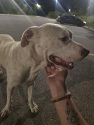 Found/Stray Male Dog last seen Pearsall park, San Antonio, TX 78243