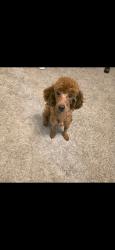 Reunited Female Dog last seen Claremont Drive, Grand Prairie, TX, Grand Prairie, TX 75052