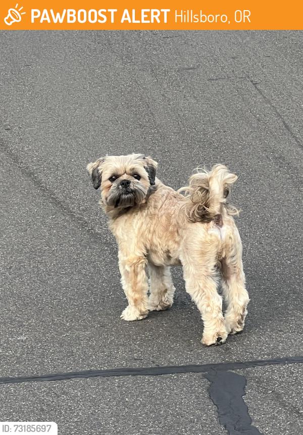 Found/Stray Unknown Dog last seen NE 11th St, Hillsboro, OR 97124