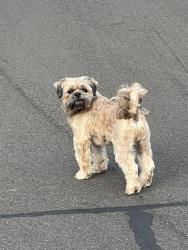 Found/Stray Unknown Dog last seen NE 11th St, Hillsboro, OR 97124