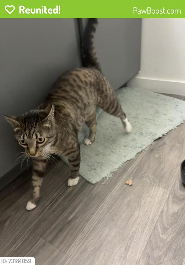 Reunited Female Cat last seen Wilshire place apmts, West Jordan, UT 84081