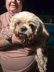 Found/Stray Male Dog last seen Dodd st sw abd Freemont street sw, Decatur, AL 35601