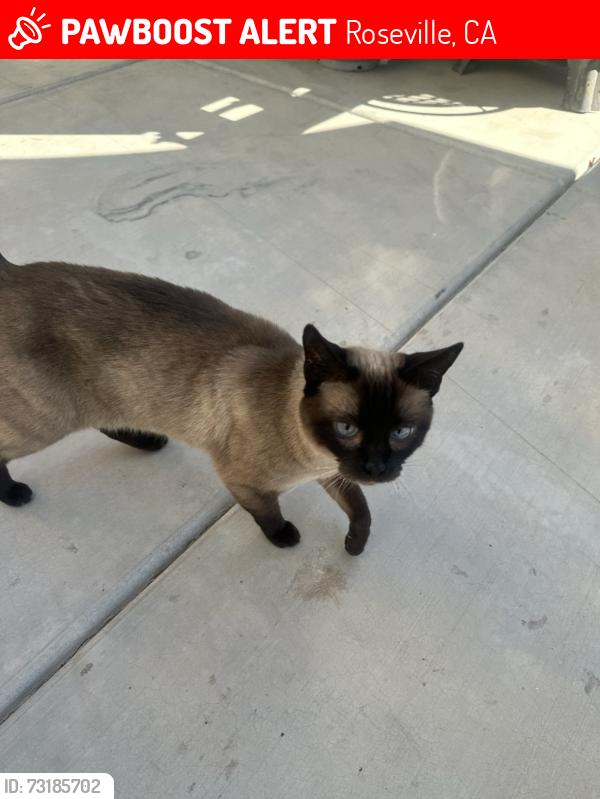 Lost Female Cat last seen Fiddyment and baseline. Crowder lane., Roseville, CA 95747