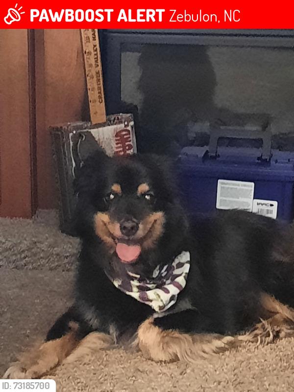Lost Male Dog last seen Mission Belle, Perry Curtis, Zebulon, NC 27597