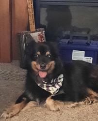 Lost Male Dog last seen Mission Belle, Perry Curtis, Zebulon, NC 27597