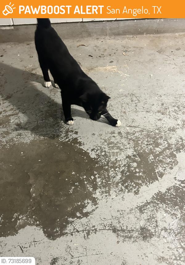 Found/Stray Unknown Cat last seen Saint Mary’s St, San Angelo, TX 76904