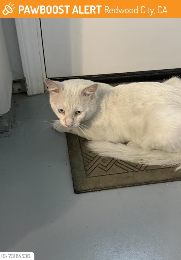 Found/Stray Male Cat last seen 6th & Fair Oaks Avenue, Redwood City, Redwood City, CA 94063