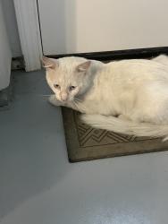 Found/Stray Male Cat last seen 6th & Fair Oaks Avenue, Redwood City, Redwood City, CA 94063