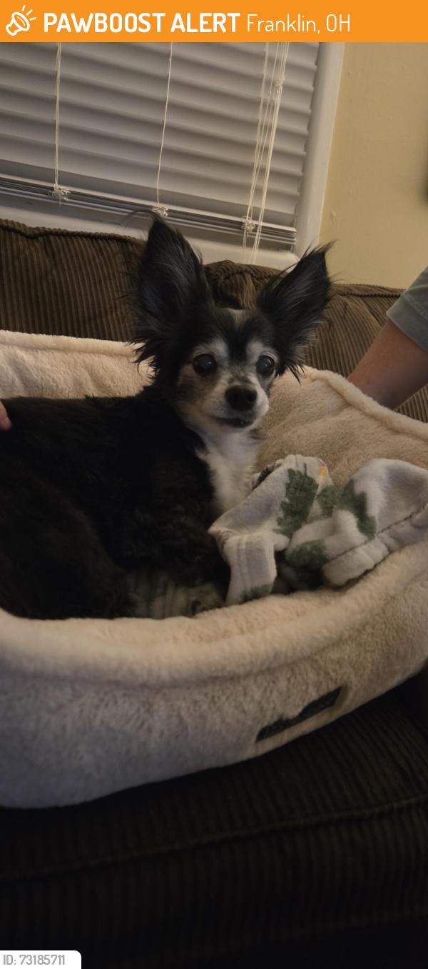 Found/Stray Unknown Dog last seen E 2nd st, Franklin, OH 45005