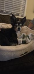 Found/Stray Unknown Dog last seen E 2nd st, Franklin, OH 45005