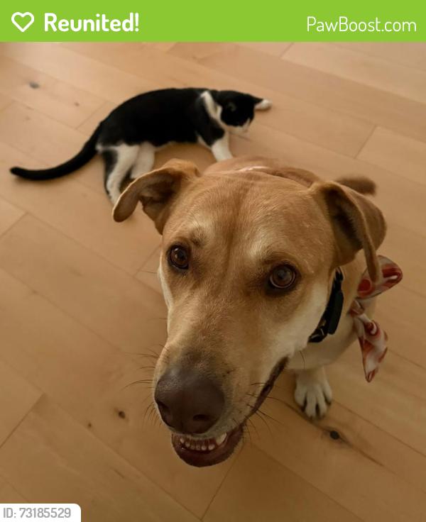 Reunited Male Dog last seen Near abbot Kinney l, Los Angeles, CA 90291