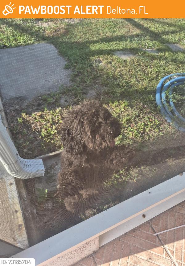 Found/Stray Male Dog last seen Saxon and Normandy, near the neighborhood walmart, Deltona, FL 32725