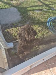 Found/Stray Male Dog last seen Saxon and Normandy, near the neighborhood walmart, Deltona, FL 32725