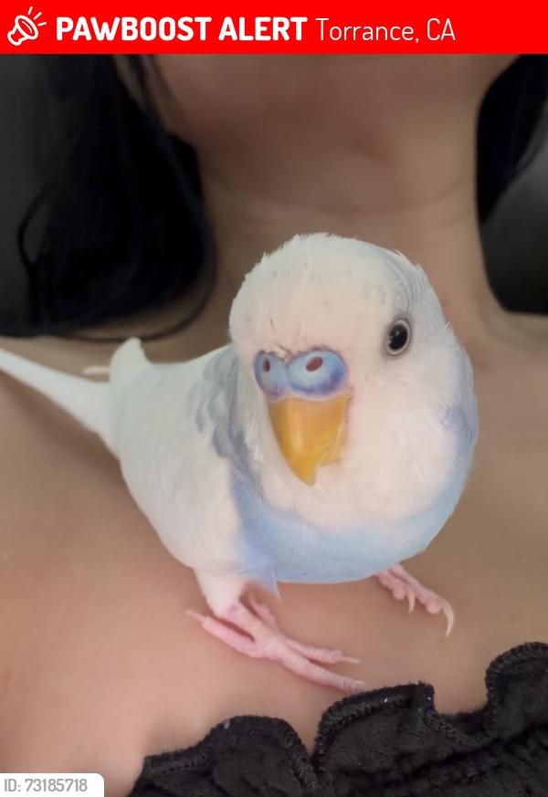 Lost Male Bird last seen Anza Delamo, Torrance, CA 90503