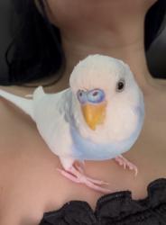 Lost Male Bird last seen Anza Delamo, Torrance, CA 90503