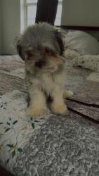 Lost Female Dog last seen Buena vista ave y trinity ave, Spring Valley, NY 10977