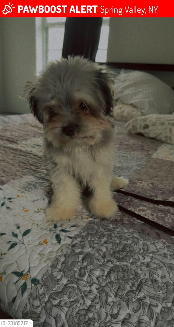 Lost Female Dog last seen Buena vista ave y trinity ave, Spring Valley, NY 10977