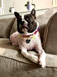 Reunited Male Dog last seen Near Celeste st, Santa Ana, CA 92703