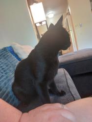 Reunited Male Cat last seen 14th and ferry, Eugene, OR 97401