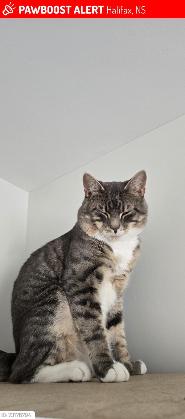 Lost Male Cat last seen Governors brook, Halifax, NS 