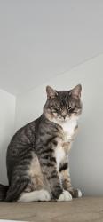 Lost Male Cat last seen Governors brook, Halifax, NS 