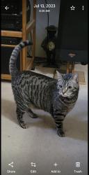 Reunited Male Cat last seen The Pines apmts, Portland, OR 97233
