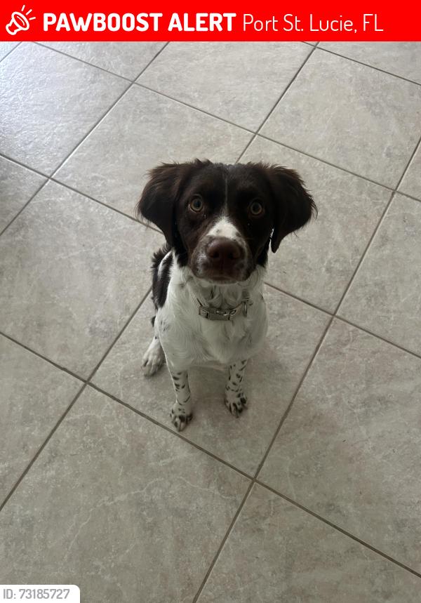Lost Female Dog last seen Lake forest commuity, Port St. Lucie, FL 34986
