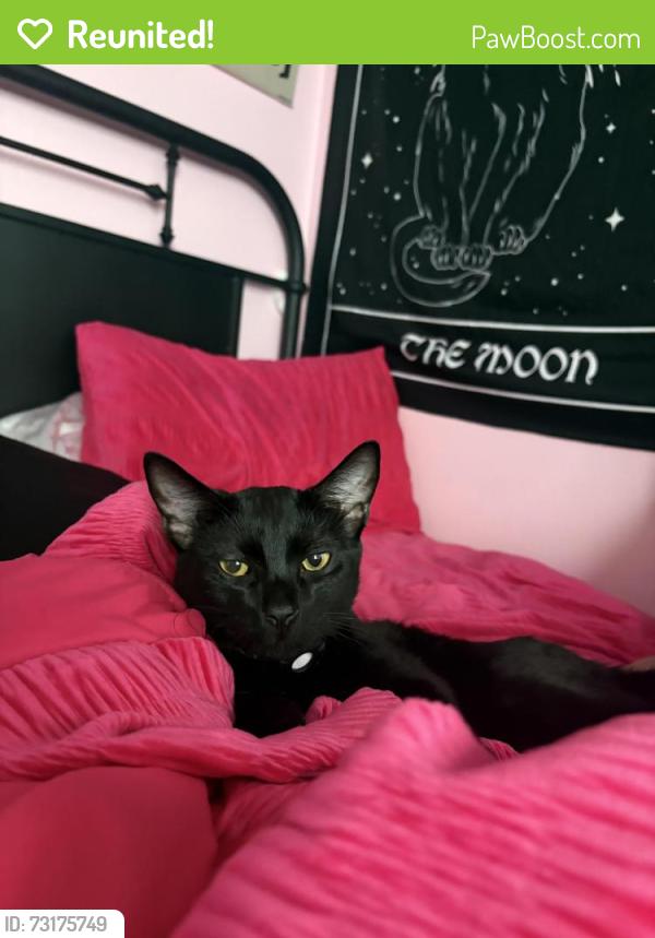 Reunited Male Cat last seen LAST SEEN: Morning Star Park Geranium St & Shadyview St. Winchester CA 92596, French Valley, CA 92596