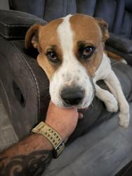 Reunited Male Dog last seen Amesbury and Sunfire, El Paso, TX 79928