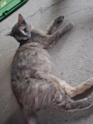Lost Female Cat last seen Near 15th St NW, Rio Rancho, NM 87144, Rio Rancho, NM 87124