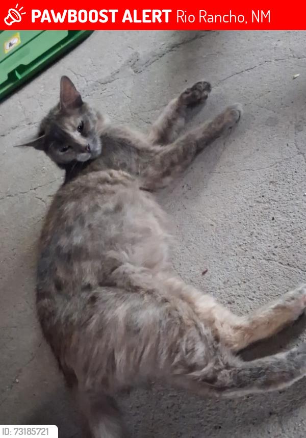 Lost Female Cat last seen Near 15th St NW, Rio Rancho, NM 87144, Rio Rancho, NM 87124