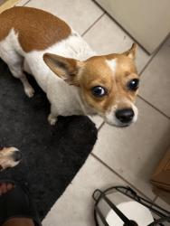 Found/Stray Male Dog last seen B St. and California on the west side of Fresno, Fresno, CA 93706