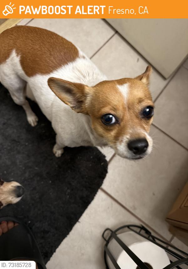 Found/Stray Male Dog last seen B St. and California on the west side of Fresno, Fresno, CA 93706