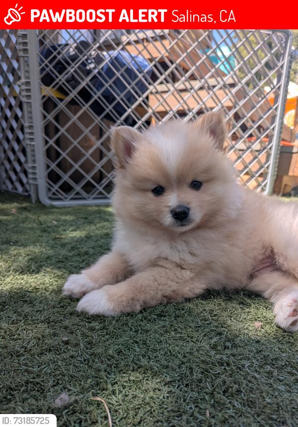 Lost Male Dog last seen John st, Salinas, CA 93901