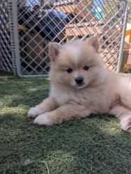 Lost Male Dog last seen John st, Salinas, CA 93901