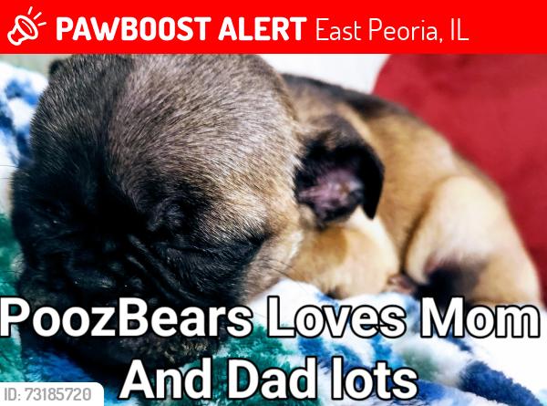 Lost Male Dog last seen Bloomington Road, East Peoria, IL 61611