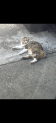 Lost Female Cat last seen Cambridge, Cameron Park, CA 95682